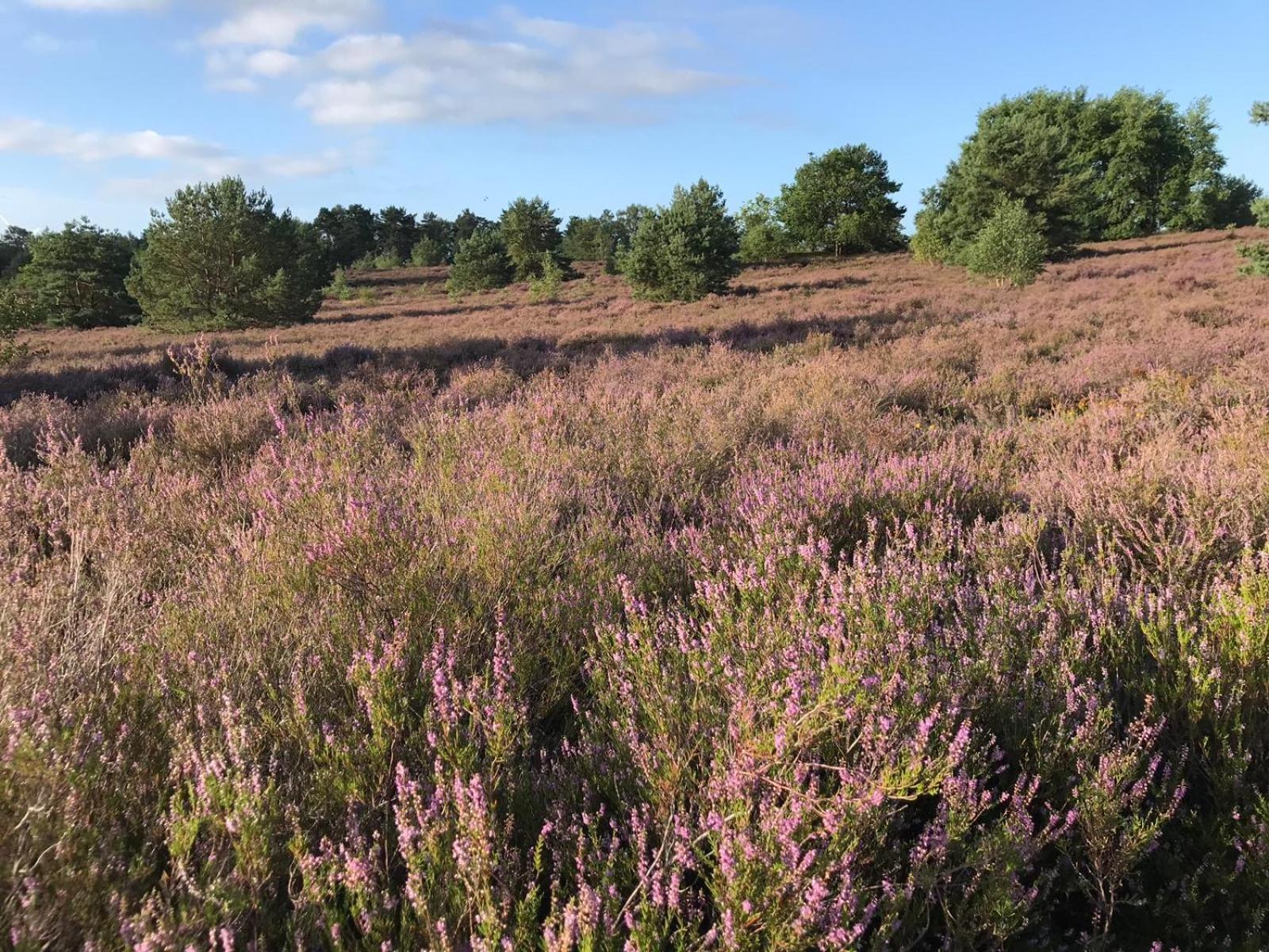 Appartamento Traumhaftes Anwesen In Der Lueneburger Heide Soltau Esterno foto