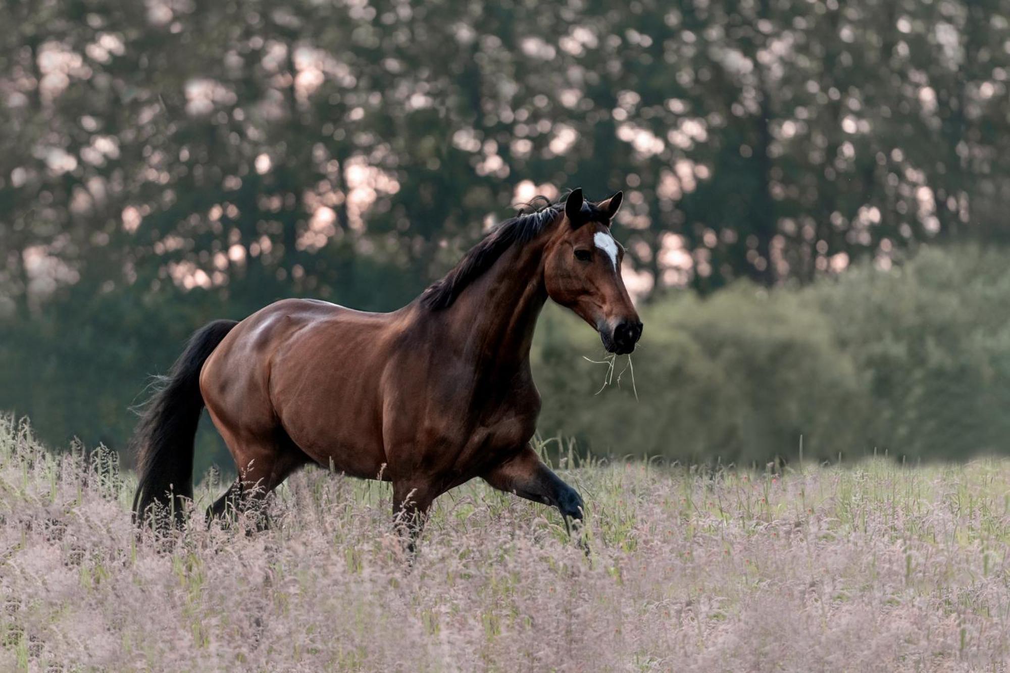 Appartamento Traumhaftes Anwesen In Der Lueneburger Heide Soltau Esterno foto